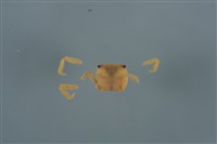 藏品(平背蜞)的圖片